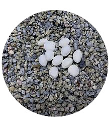 MEDI SAND